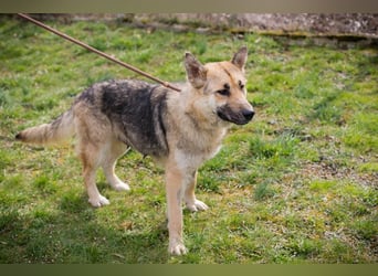 IRIS - lieb, freundlich, neugierig und hübsch!