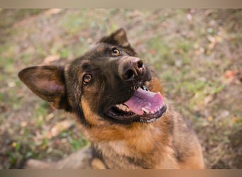 KESSY - die liebe, freundliche Hundedame sucht ein tolles Zuhause!