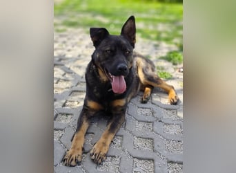 MONTY - der temperamentvolle und engagierte Rüde träumt von einer aktiven Familie!