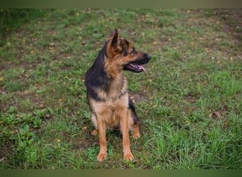 JÖRDI - die neugierige, muntere und aktive Hündin träumt von einem tollen Zuhause