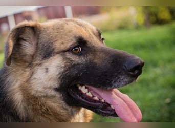 Chip-Nr. 236917 - der aufgeschlossene, neugierige Rüde wünscht sich sehnlichst eine Familie Chip-Nr. 236917 - der aufgeschlossene, neugierige Rüde wünscht sich sehnlichst eine Familie
