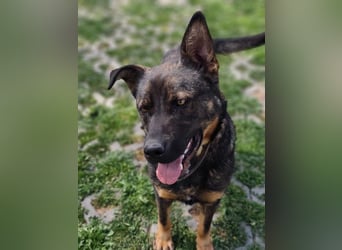 MONTY - der temperamentvolle und engagierte Rüde träumt von einer aktiven Familie!