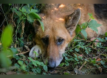 SELINA - wer zeigt der lieben Hündin, wie ein schönes Hundeleben aussieht?