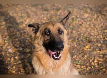 FENTE - die aktive Hündin freut sich auf tolle Abenteuer mit einer unternehmungslustigen Familie