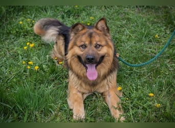 Chip-Nr. 256060 - der hübsche, soziale Rüde ist auf der Suche nach einer eigenen Familie