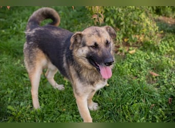 Chip-Nr. 236917 - der aufgeschlossene, neugierige Rüde wünscht sich sehnlichst eine Familie Chip-Nr. 236917 - der aufgeschlossene, neugierige Rüde wünscht sich sehnlichst eine Familie
