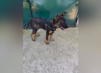 MONTY - der temperamentvolle und engagierte Rüde träumt von einer aktiven Familie!