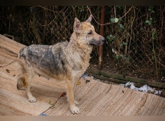 IRIS - wer schenkt mir sein Herz und zeigt mir, wie schön ein Hundeleben sein kann?