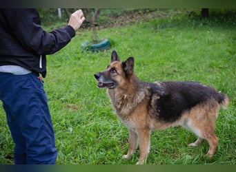 LOIC - der freundliche Balljunkie sucht eine unternehmungslustige Familie