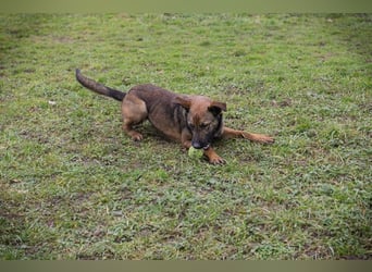 STELLA - Abenteuerlust, Spielfreude, Menschenliebe + eine ganze Menge Schönheit bringt die Maus mit!