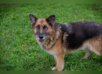 LOIC - der freundliche Balljunkie sucht eine unternehmungslustige Familie