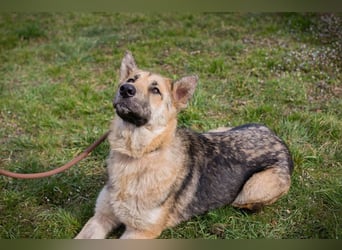 IRIS - wer schenkt mir sein Herz und zeigt mir, wie schön ein Hundeleben sein kann?