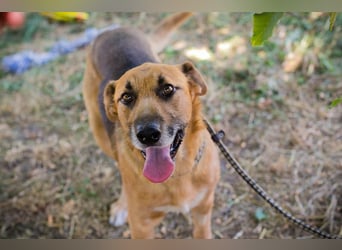 KÄSTNER - wer zeigt dem tollen Kerl wie schön ein Hundeleben sein kann?