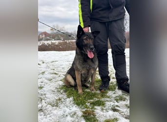 RENA - die intelligente und sanftmütige Hündin träumt von einem liebevollen Für-Immer Zuhause