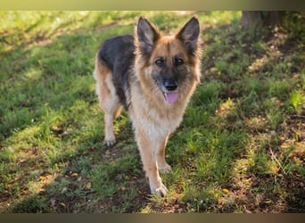 Schäferhündin ASHANTI benötigt noch etwas Hunde-Einmaleins und geht gerne spazieren