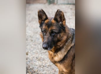 GIBSY - die nette und aktive Hündin schätzt Menschen sehr und ist motiviert zu lernen