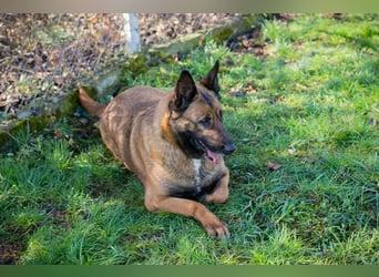 MAJA - ich suche eine liebe Familie, die mir zeigt, wie schön das Leben sein kann