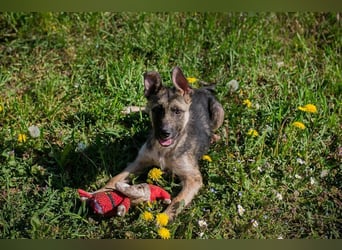 Welpe Chip-Nr. 257991 - wer schenkt dem kleinen Racker ein liebevolles Für-Immer Zuhause?