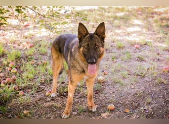 KESSY - die liebe, freundliche Hundedame sucht ein tolles Zuhause!