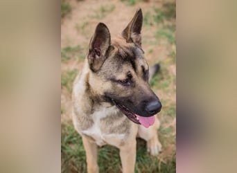 NINJO - der freundliche und fröhliche Jungspund sucht sein eigenes Körbchen!