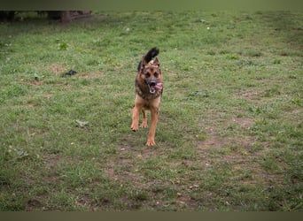 JÖRDI - die neugierige, muntere und aktive Hündin träumt von einem tollen Zuhause