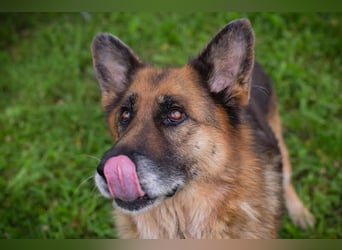 LOIC - der freundliche Balljunkie sucht eine unternehmungslustige Familie