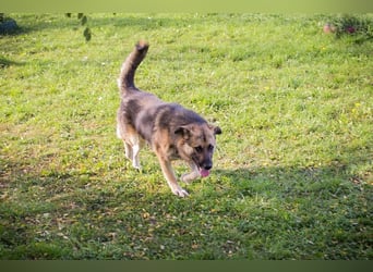 Chip-Nr. 236917 - der aufgeschlossene, neugierige Rüde wünscht sich sehnlichst eine Familie Chip-Nr. 236917 - der aufgeschlossene, neugierige Rüde wünscht sich sehnlichst eine Familie
