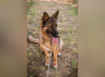 KESSY - die liebe, freundliche Hundedame sucht ein tolles Zuhause!