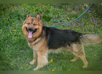 Chip-Nr. 256060 - der hübsche, soziale Rüde ist auf der Suche nach einer eigenen Familie