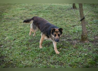 QUINTO - der menschenbezogene und aktive Rüde sucht eine hundeerfahrene Familie!