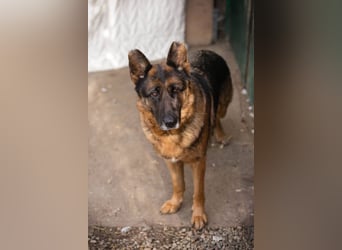 GIBSY - die nette und aktive Hündin schätzt Menschen sehr und ist motiviert zu lernen