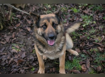 QUINTO - der menschenbezogene und aktive Rüde sucht eine hundeerfahrene Familie!
