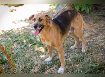 KÄSTNER - wer zeigt dem tollen Kerl wie schön ein Hundeleben sein kann?