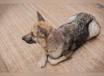 IRIS - wer schenkt mir sein Herz und zeigt mir, wie schön ein Hundeleben sein kann?