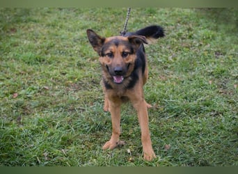 Chip-Nr. 265911 - ich freue mich darauf, mit meinen Menschen die Welt zu entdecken!