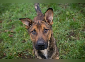 BUDDY -  lernen, spielen, knuddeln, wer schenkt mir ein tolles Hundeleben?