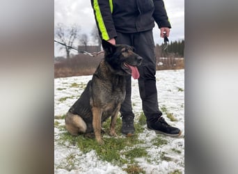 RENA - die intelligente und sanftmütige Hündin träumt von einem liebevollen Für-Immer Zuhause