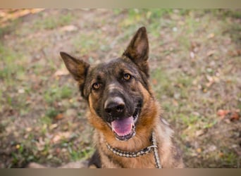 KESSY - die liebe, freundliche Hundedame sucht ein tolles Zuhause!