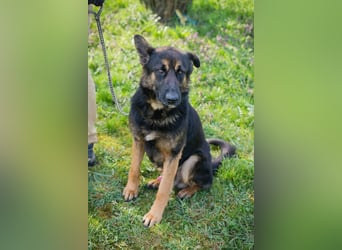 Chip-Nr. 257791 - der aktive und verspielte junge Rüde freut sich auf seine Menschen!