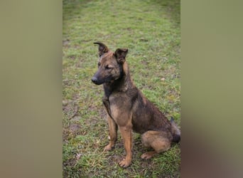 STELLA - Abenteuerlust, Spielfreude, Menschenliebe + eine ganze Menge Schönheit bringt die Maus mit!