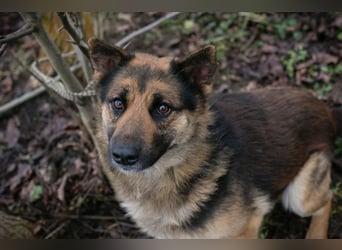 Chip-Nr. 263916 - der menschenbezogene und aktive Rüde sucht eine hundeerfahrene Familie!