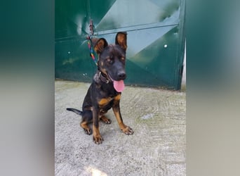 MONTY - der temperamentvolle und engagierte Rüde träumt von einer aktiven Familie!