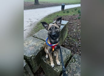 Welpe ZOE - der süße Wirbelwind sucht eine unternehmungslustige, konsequente Familie!