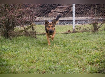 Chip-Nr. 265911 - ich freue mich darauf, mit meinen Menschen die Welt zu entdecken!