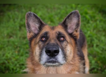 LOIC - der freundliche Balljunkie sucht eine unternehmungslustige Familie