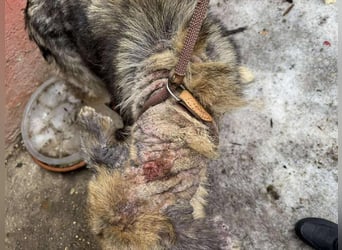 IRIS - wer schenkt mir sein Herz und zeigt mir, wie schön ein Hundeleben sein kann?