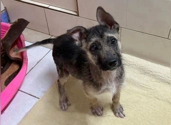 Welpe Chip-Nr. 257991 - wer schenkt dem kleinen Racker ein liebevolles Für-Immer Zuhause?