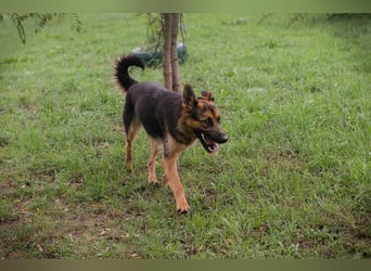 JÖRDI - die neugierige, muntere und aktive Hündin träumt von einem tollen Zuhause
