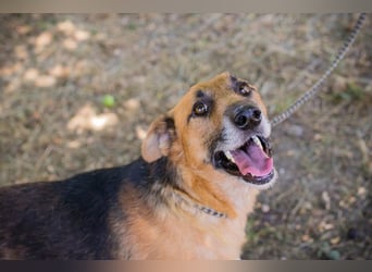 KÄSTNER - wer zeigt dem tollen Kerl wie schön ein Hundeleben sein kann?