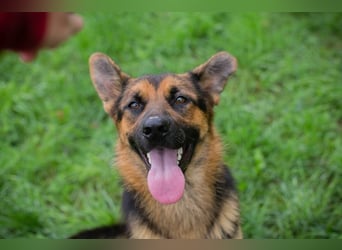 JÖRDI - die neugierige, muntere und aktive Hündin träumt von einem tollen Zuhause